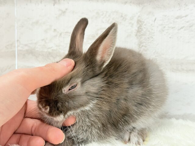 ネザーランドドワーフ