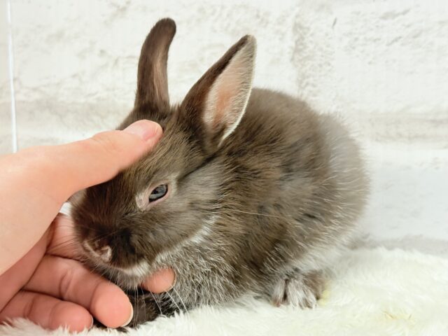 ネザーランドドワーフ