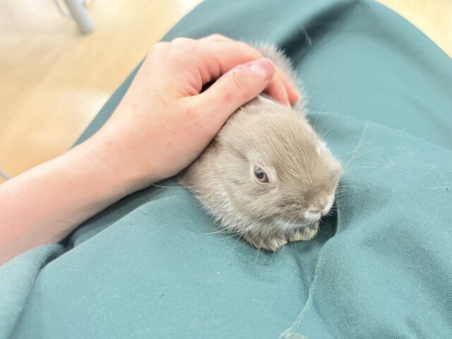 ネザーランドドワーフ