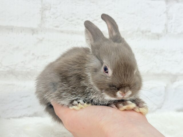 ネザーランドドワーフ