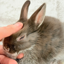 なでなでOK◎甘々チョコレート🐰🍫💖ネザーランドドワーフ(チョコレート) 男の子