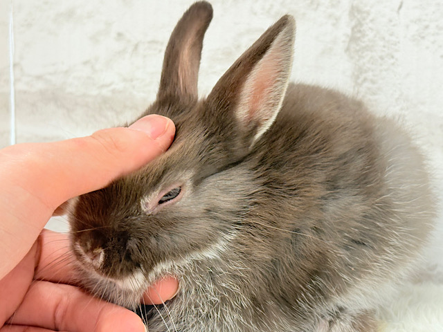 なでなでOK◎甘々チョコレート🐰🍫💖ネザーランドドワーフ(チョコレート) 男の子