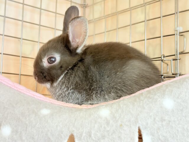 ネザーランドドワーフ