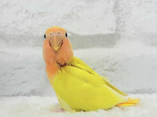 コザクラインコ（小桜インコ）