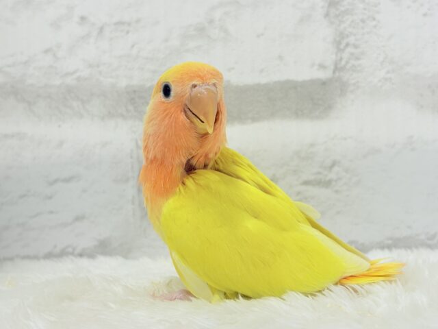 コザクラインコ（小桜インコ）