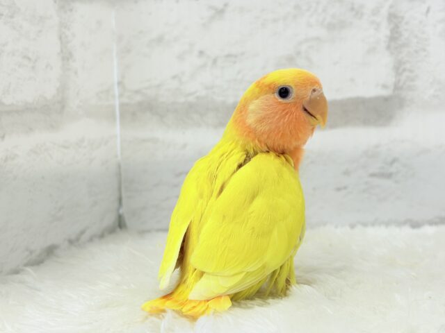 コザクラインコ（小桜インコ）