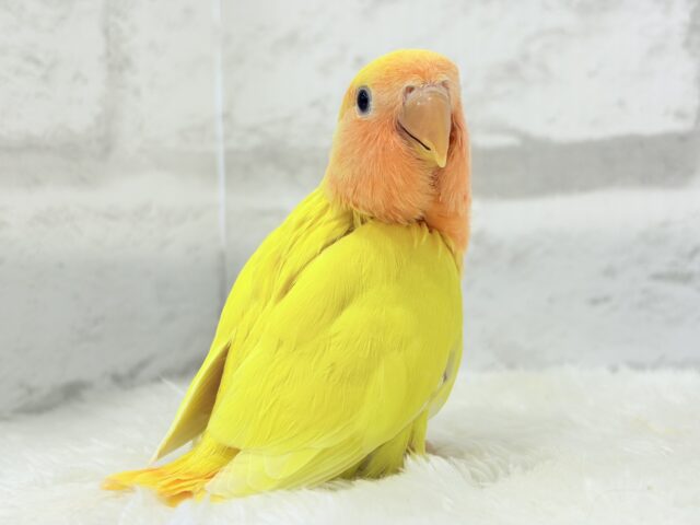 コザクラインコ（小桜インコ）