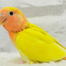 【最新画像更新🪄】ビビットカラー💛太陽サンサン🐣‪🔆‬コザクラインコ(ルチノーオパーリン) ヒナ