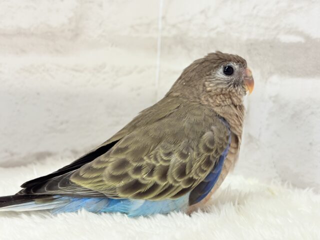 アキクサインコ（秋草インコ）