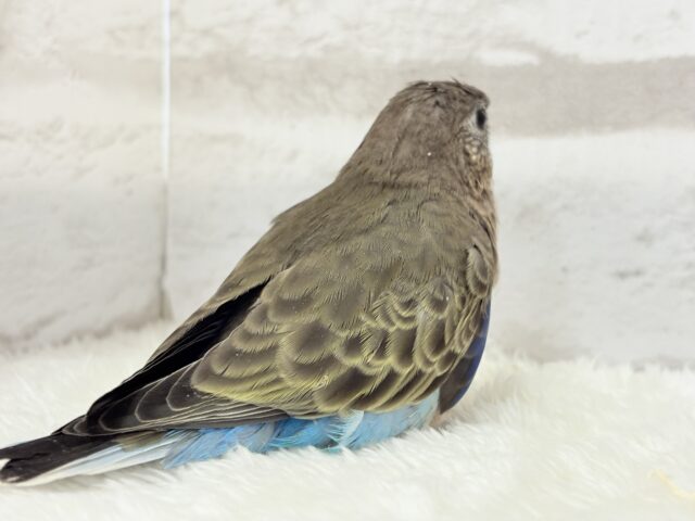 アキクサインコ（秋草インコ）