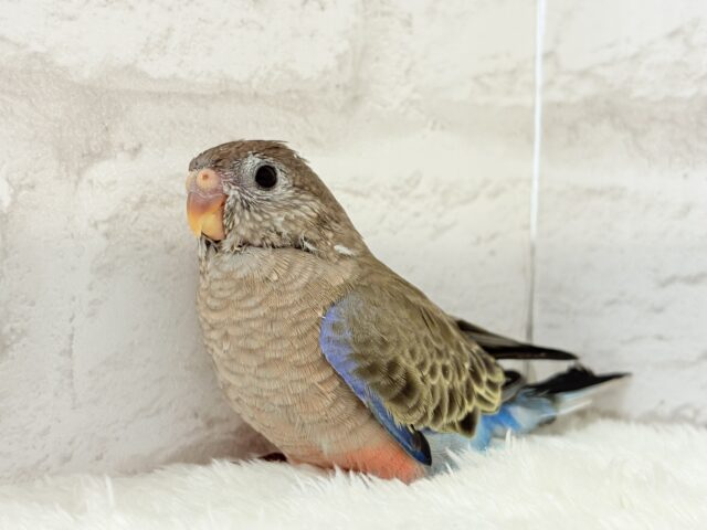 アキクサインコ（秋草インコ）