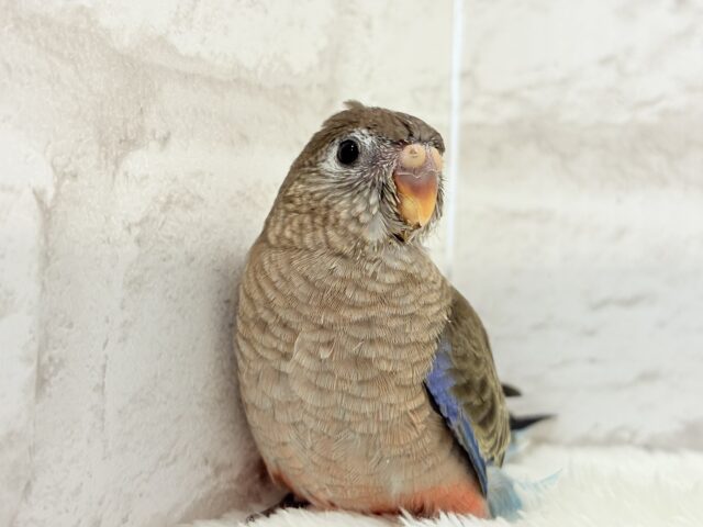 アキクサインコ（秋草インコ）