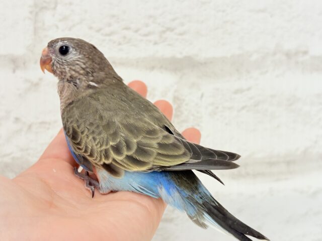 アキクサインコ（秋草インコ）