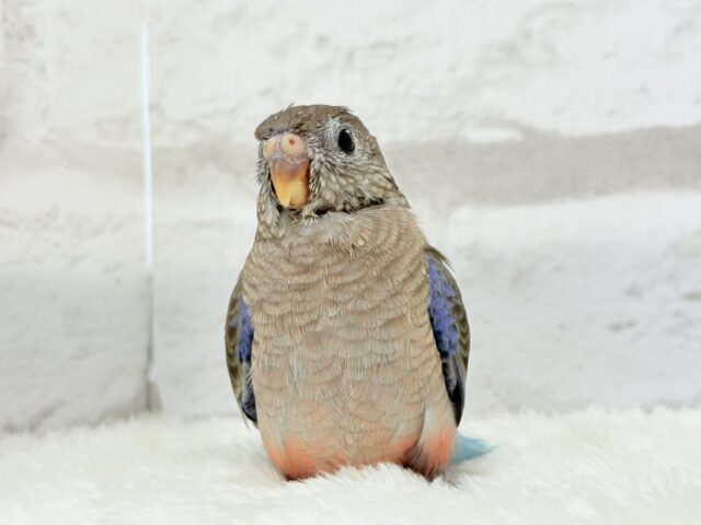 アキクサインコ（秋草インコ）