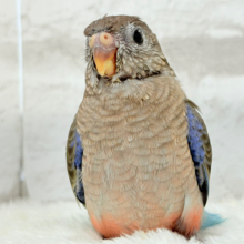 【最新画像更新🪄】ふわほわもこっ♡ピンク色の天使ちゃん🧚‍♀️💖アキクサインコ(ノーマル) ヒナ