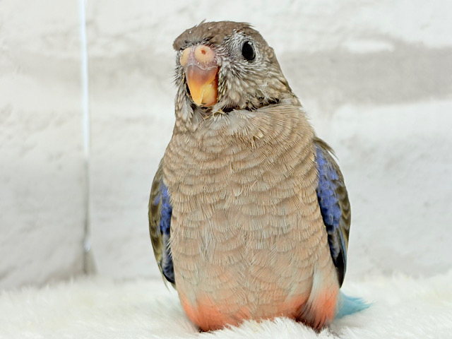 【最新画像更新🪄】ふわほわもこっ♡ピンク色の天使ちゃん🧚‍♀️💖アキクサインコ(ノーマル) ヒナ