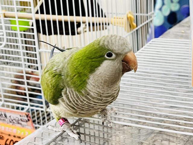 オキナインコ