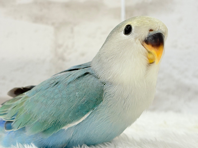 最新画像更新🪄】チャームポイントはキュルキュルおめめ