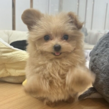 クマしゃんじゃないよ🧸？ポメプーくん！