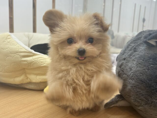 クマしゃんじゃないよ🧸?ポメプーくん! ポメプー