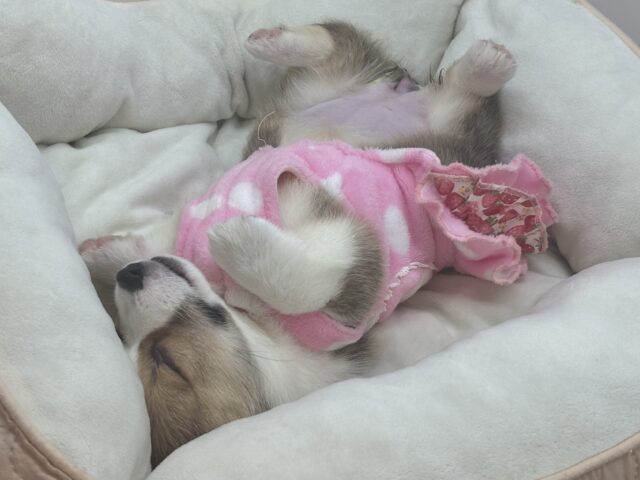 ウェルシュコーギー・ペンブローグ