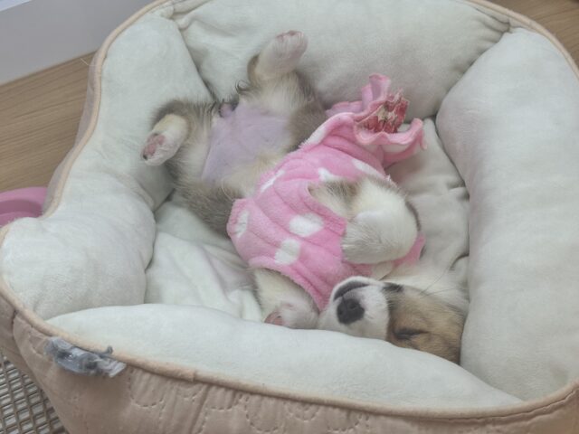 ウェルシュコーギー・ペンブローグ