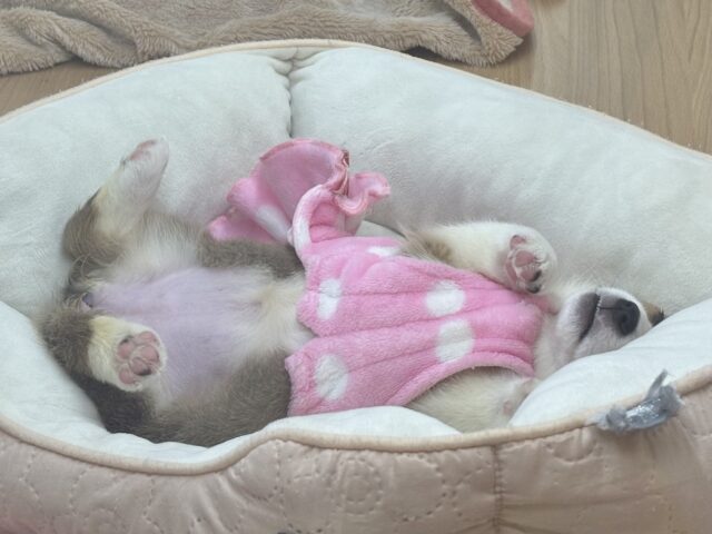 愛の突撃の準備満タンです♡コーギーちゃん! ウェルシュコーギー・ペンブローグ