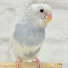 【最新画像更新🪄】個性的カラー‪☆上目遣いが得意な子♥セキセイインコ(パイド) ヒナ