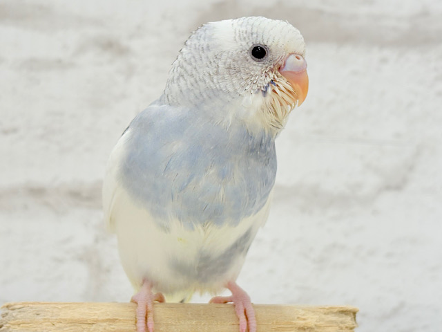 【最新画像更新🪄】個性的カラー‪☆上目遣いが得意な子♥セキセイインコ(パイド) ヒナ