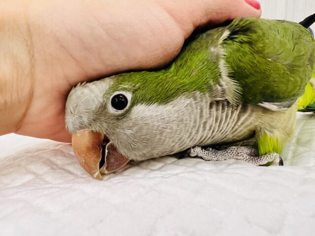 オキナインコ