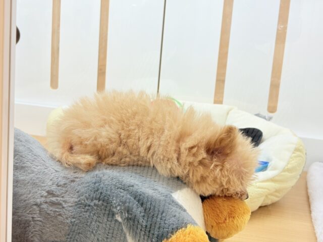 クマしゃんじゃないよ🧸?ポメプーくん! ポメプー