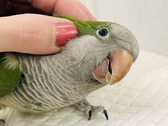 画像更新☆コロンコロン♪オキナインコ（グリーン）