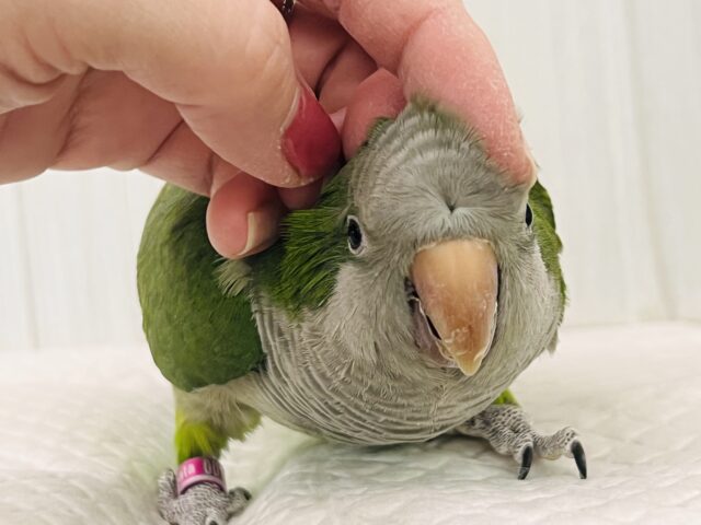 オキナインコ