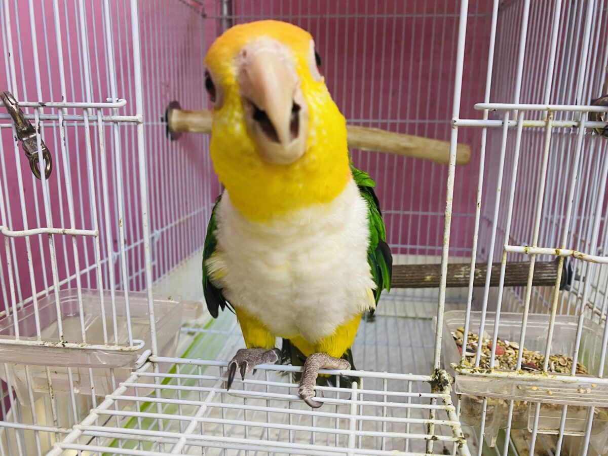 シロハラインコ