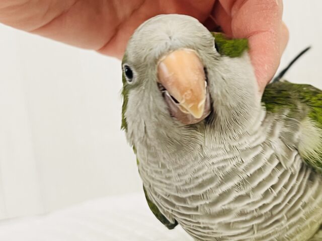 オキナインコ