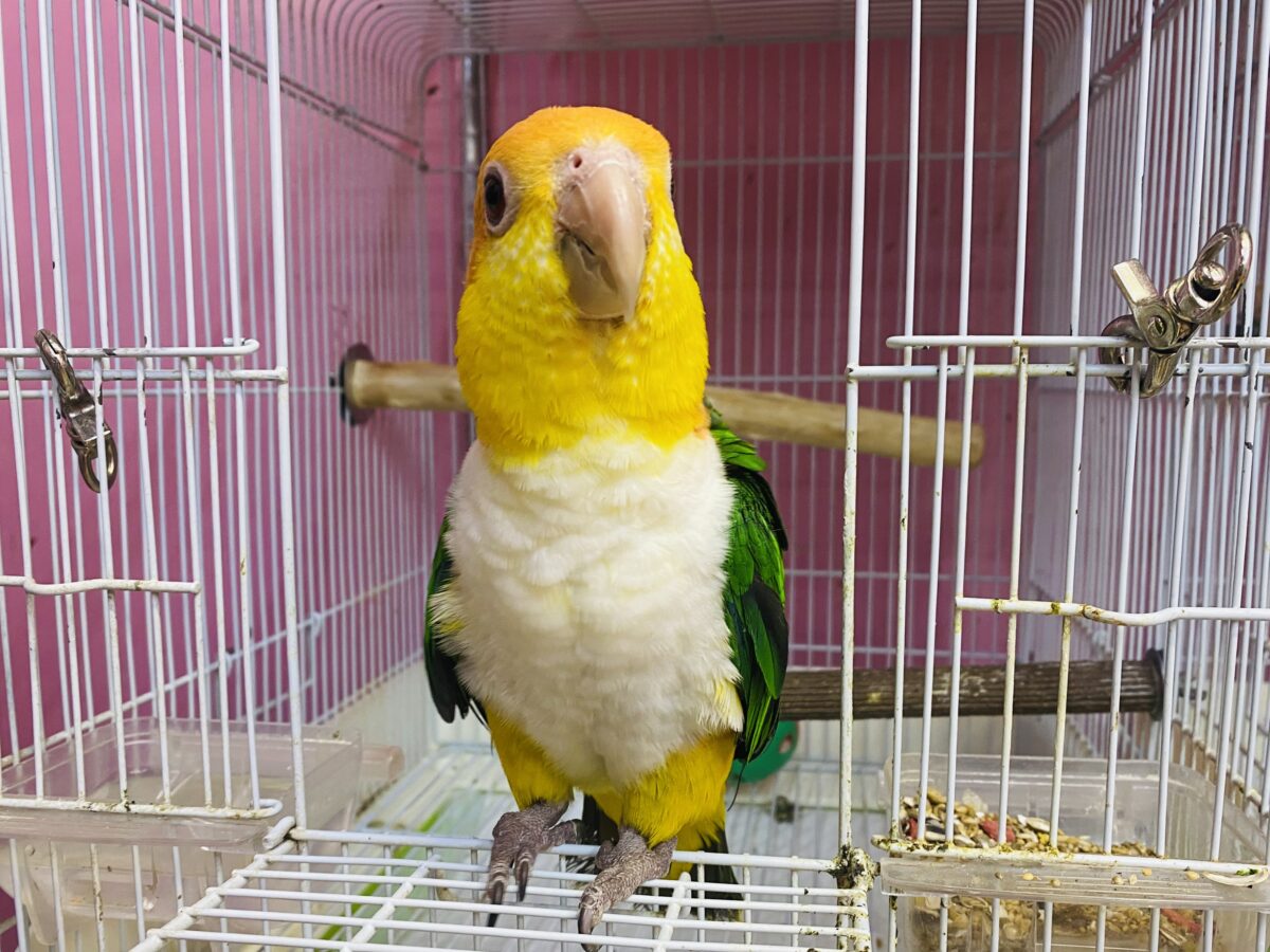 シロハラインコ