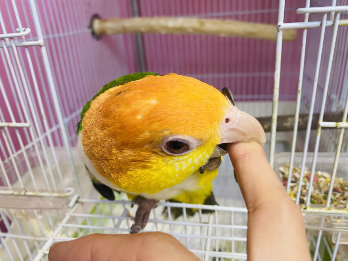 シロハラインコ