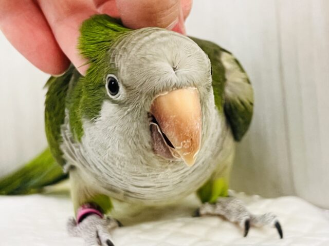 オキナインコ