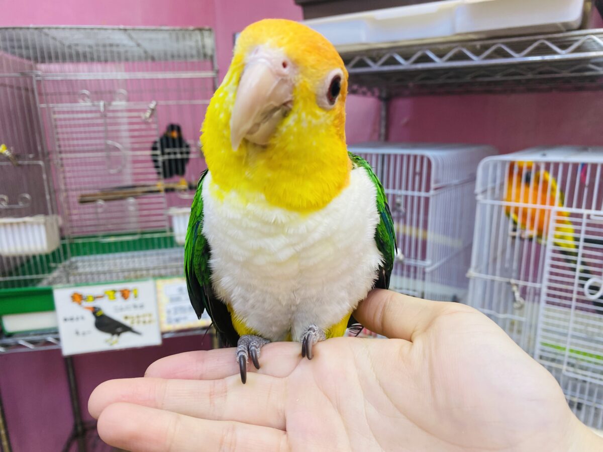 シロハラインコ