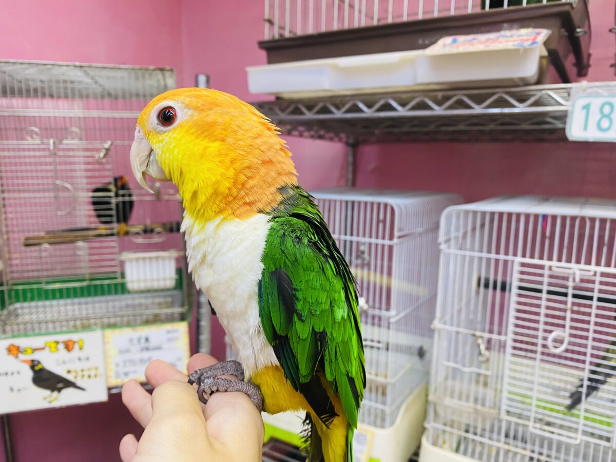 シロハラインコ