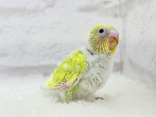 セキセイインコ