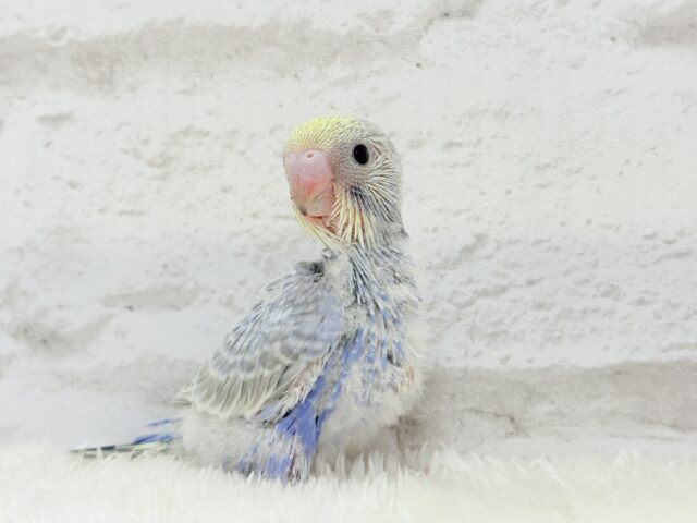 癒し系の優しいお顔♡セキセイインコ(パステルレインボー) ヒナ セキセイインコ