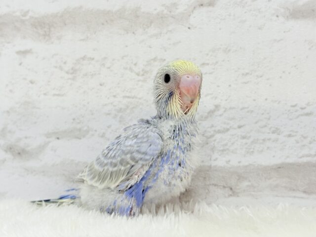 癒し系の優しいお顔♡セキセイインコ(パステルレインボー) ヒナ セキセイインコ
