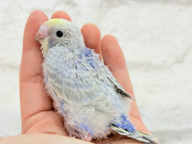 癒し系の優しいお顔♡セキセイインコ(パステルレインボー) ヒナ セキセイインコ