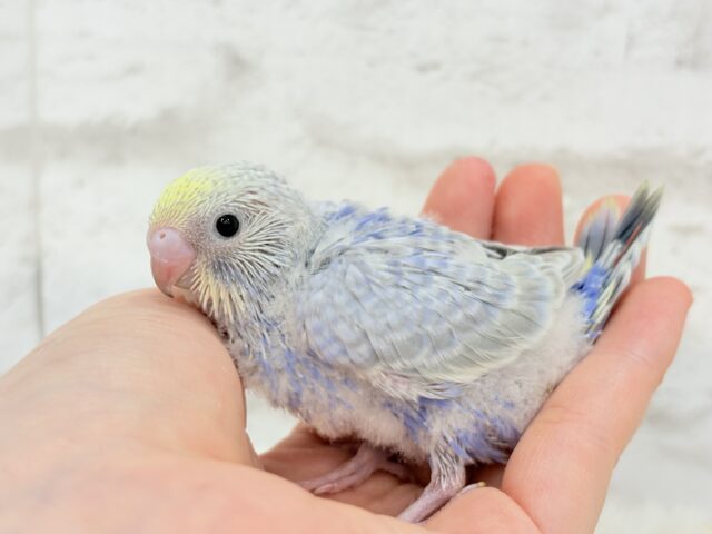 癒し系の優しいお顔♡セキセイインコ(パステルレインボー) ヒナ セキセイインコ