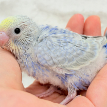 癒し系の優しいお顔♡セキセイインコ(パステルレインボー) ヒナ