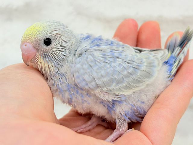 癒し系の優しいお顔♡セキセイインコ(パステルレインボー) ヒナ 癒し系の優しいお顔♡セキセイインコ(パステルレインボー) ヒナ