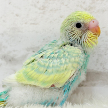 しゅわっ🫧パチッ🪅メロンソーダ🐣💚セキセイインコ(パステルカラーレインボー) ヒナ