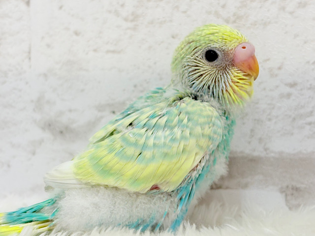 しゅわっ🫧パチッ🪅メロンソーダ🐣💚セキセイインコ(パステルカラーレインボー) ヒナ