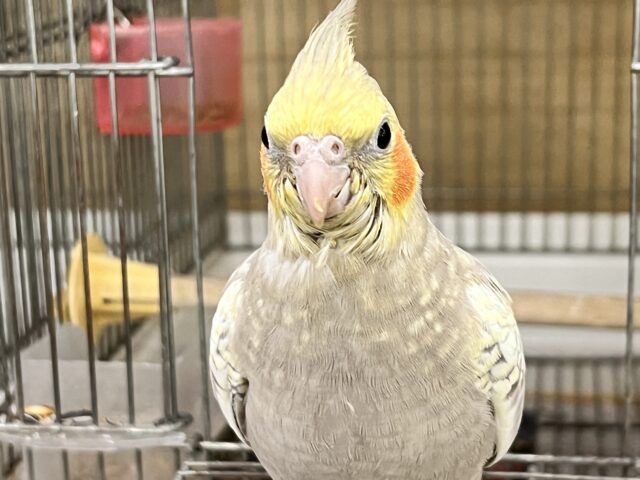 オカメインコ